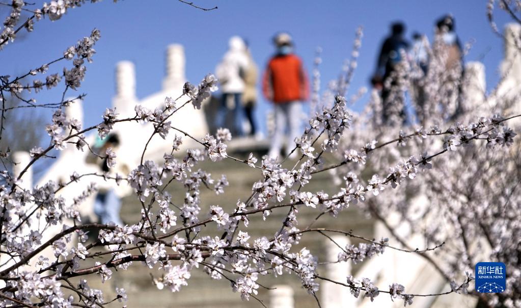 桃花绽放颐和园