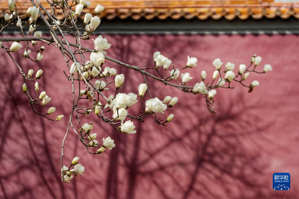 北京：玉兰花开