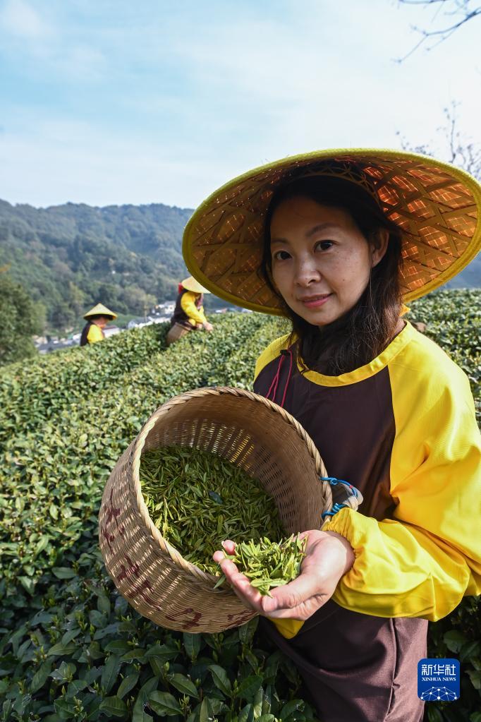 西湖龙井茶正式开采