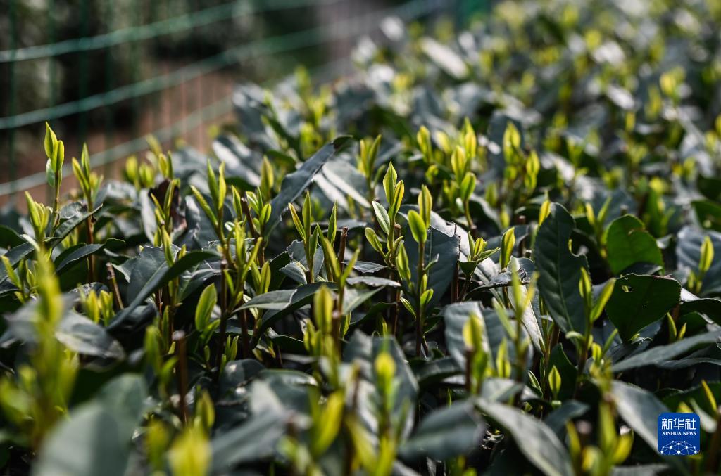 西湖龙井茶正式开采