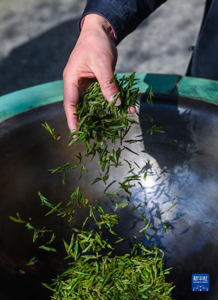西湖龙井茶正式开采