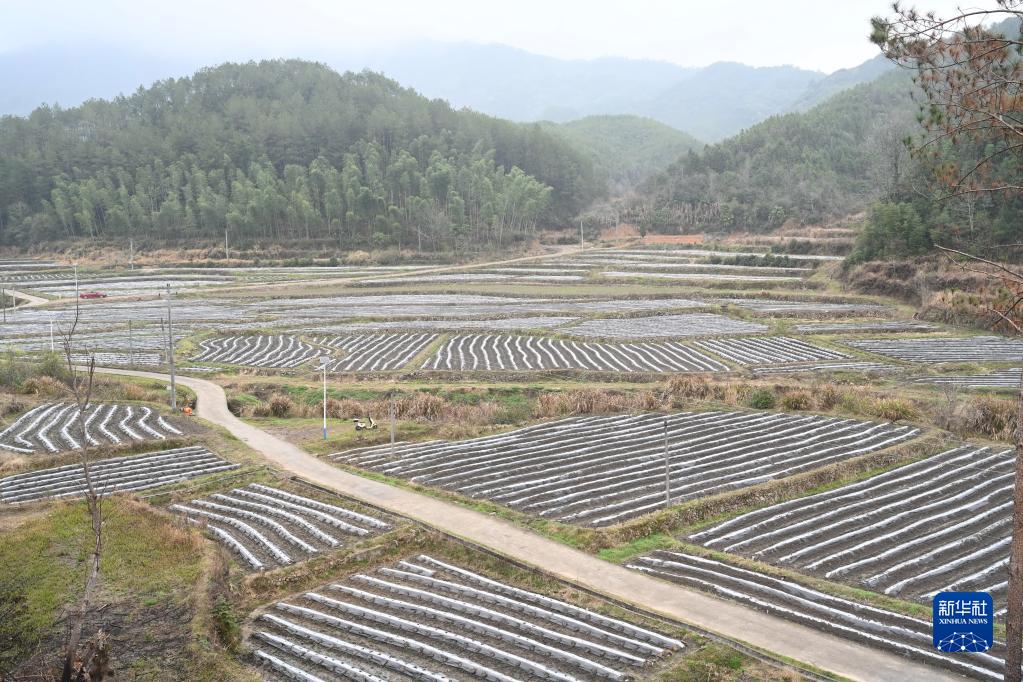 福建寨里：积极探索撂荒地治理新模式