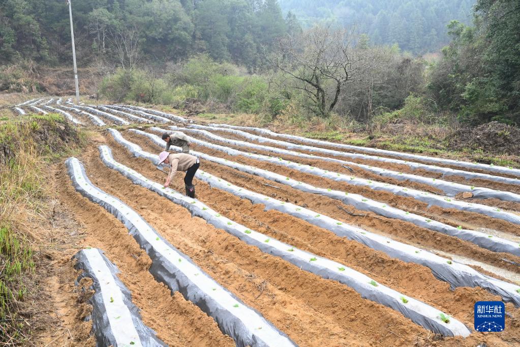 福建寨里：积极探索撂荒地治理新模式