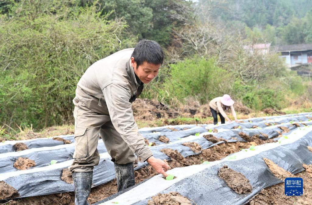 福建寨里：积极探索撂荒地治理新模式