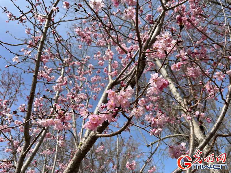 春回大地 北京市民赏花踏春