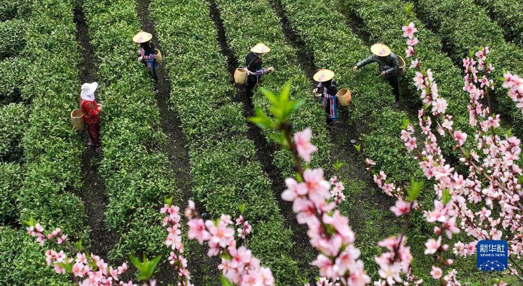 湖南常宁：茶香四溢