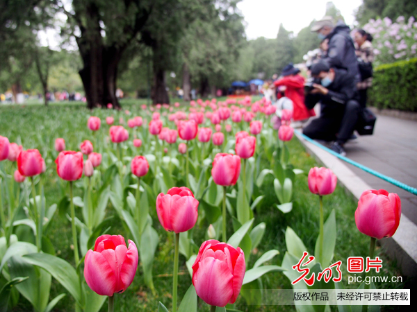 北京公园清明假期接待游客80.6万人次