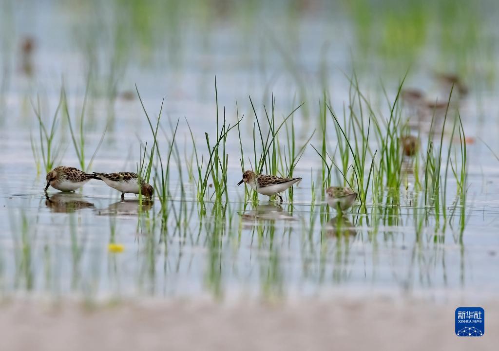 福建：闽江河口湿地迎来大批珍稀鸟类