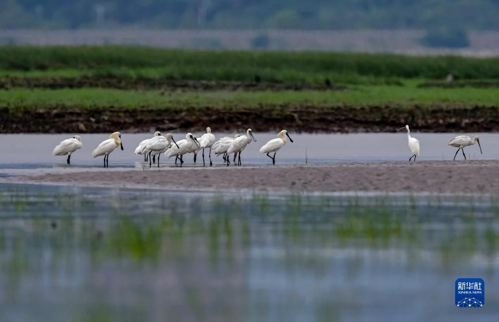 福建：闽江河口湿地迎来大批珍稀鸟类