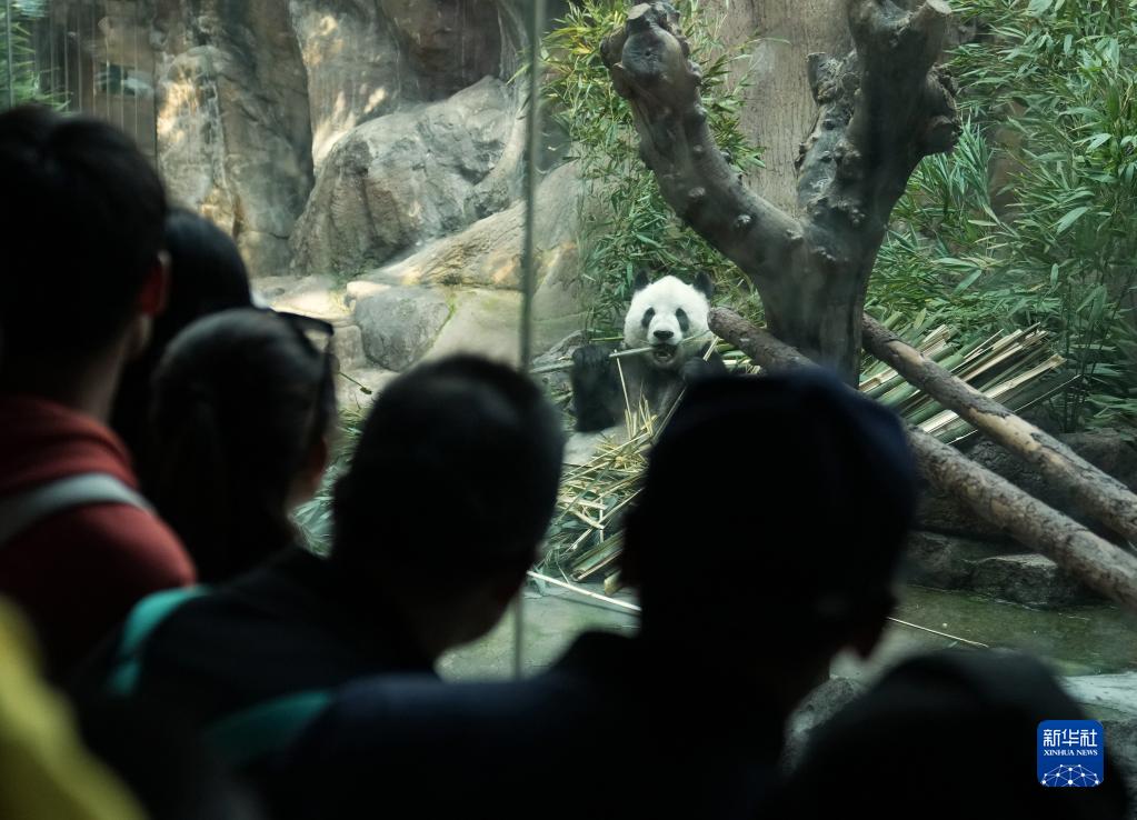 假日来看大熊猫