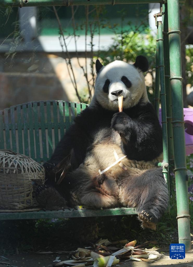 假日来看大熊猫