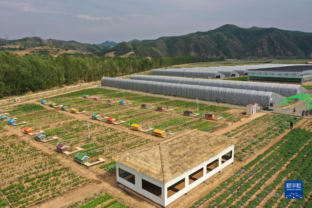 河北隆化：“共享农场”绘就乡村振兴新画卷