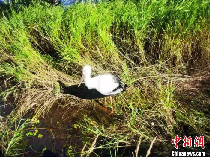 国家一级维护鸟类东方白鹳下跌水塘 幸被民警救助