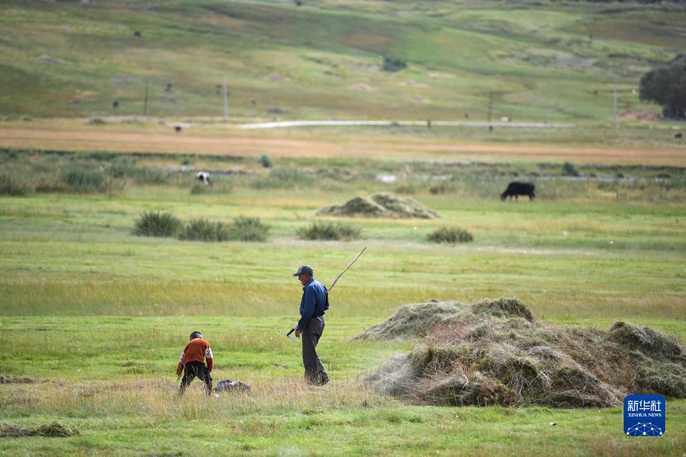 新疆帕米尔高原牧区打草季收割忙