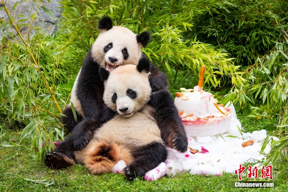 旅德大熊猫双胞胎“梦想”“梦圆”欢度四周岁生日