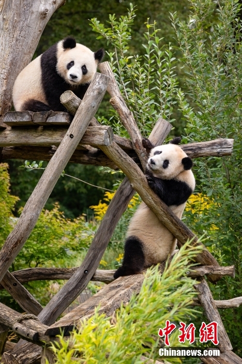 旅德大熊猫双胞胎“梦想”“梦圆”欢度四周岁生日