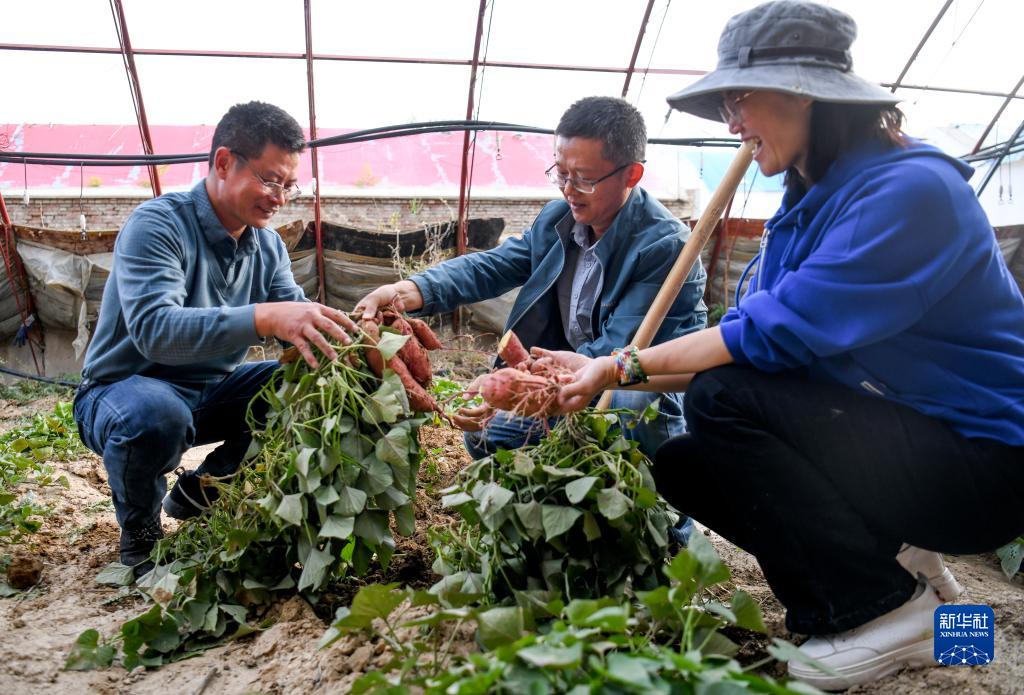 新疆木垒：技术援疆助力农户生产