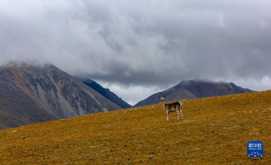 西藏桑日：贡德林草原上的西藏马鹿