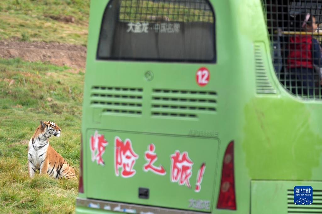 “黄金周”观虎