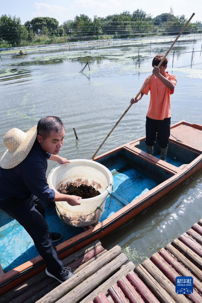 浙江湖州：特色太湖蟹养殖助力乡村共同富裕