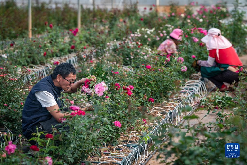 四季中国丨“来自星星的玫瑰”开花了