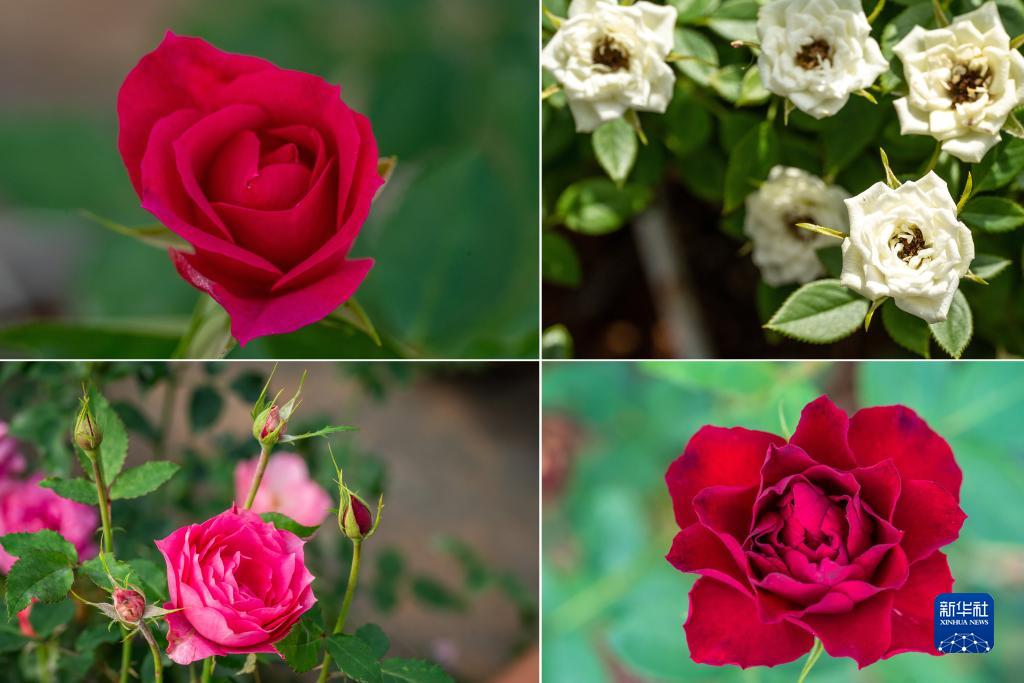 四季中国丨“来自星星的玫瑰”开花了