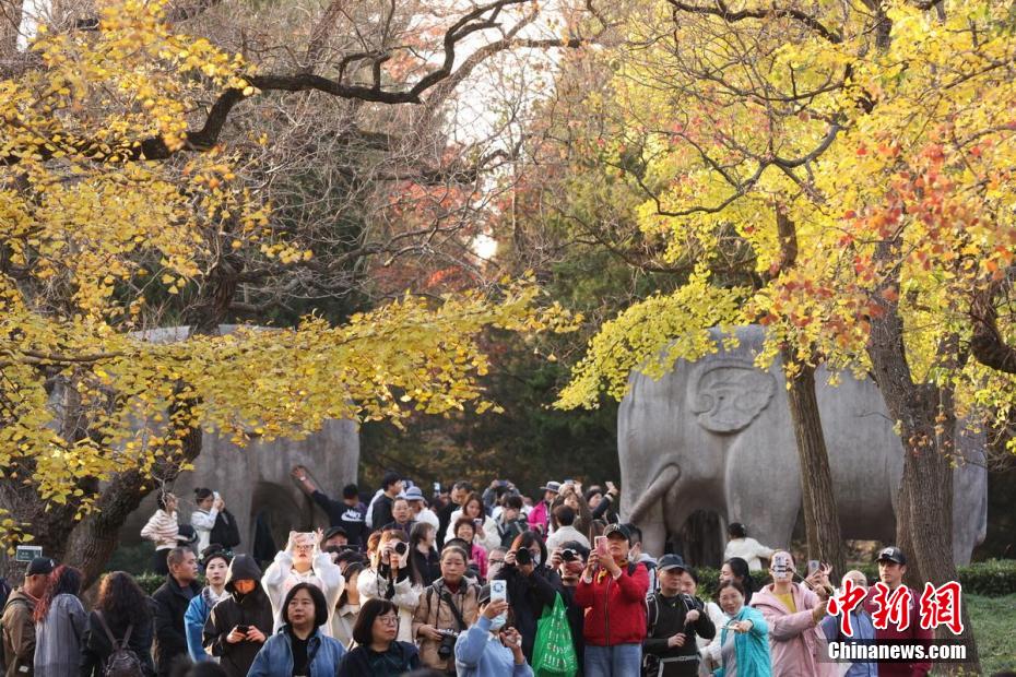 世界文化遗产南京明孝陵石象路色彩斑斓景如画