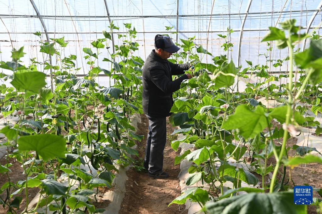 甘肃泾川：设施蔬菜冬季生产管理忙