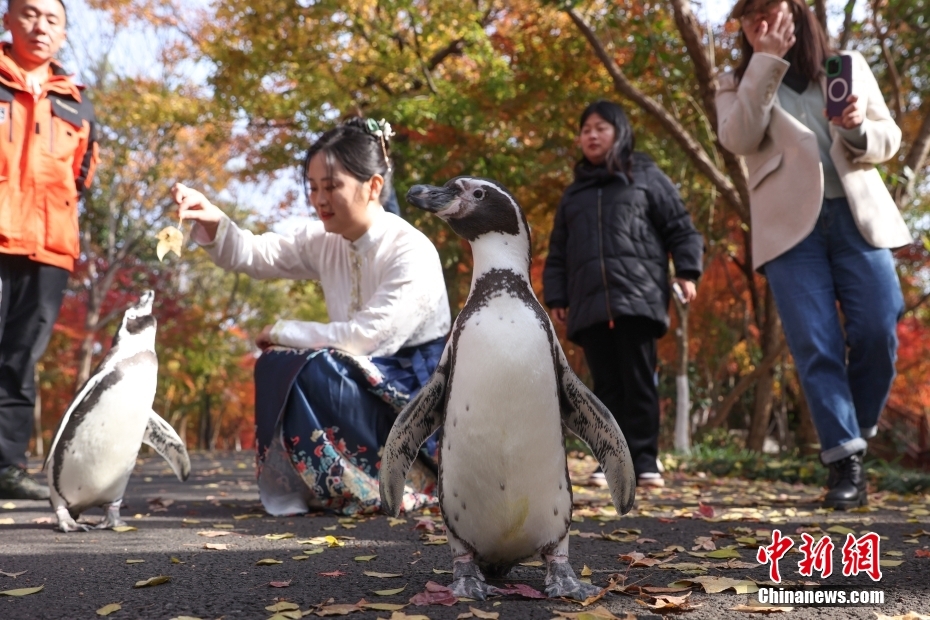 南京海底世界企鹅赏红枫看银杏 “惬意”遛弯儿