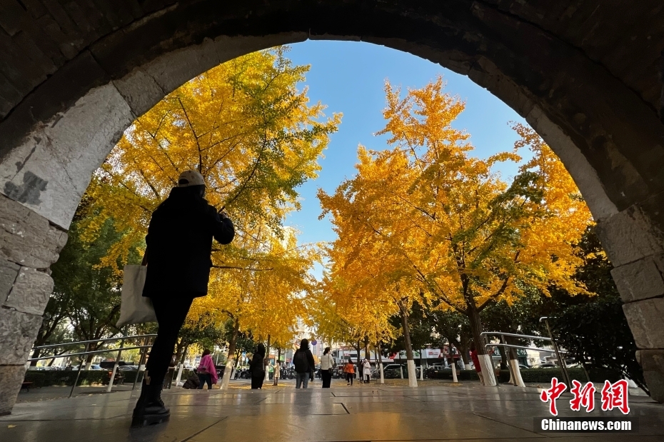 银杏“扮靓”南京明城墙“绘就”独特风景
