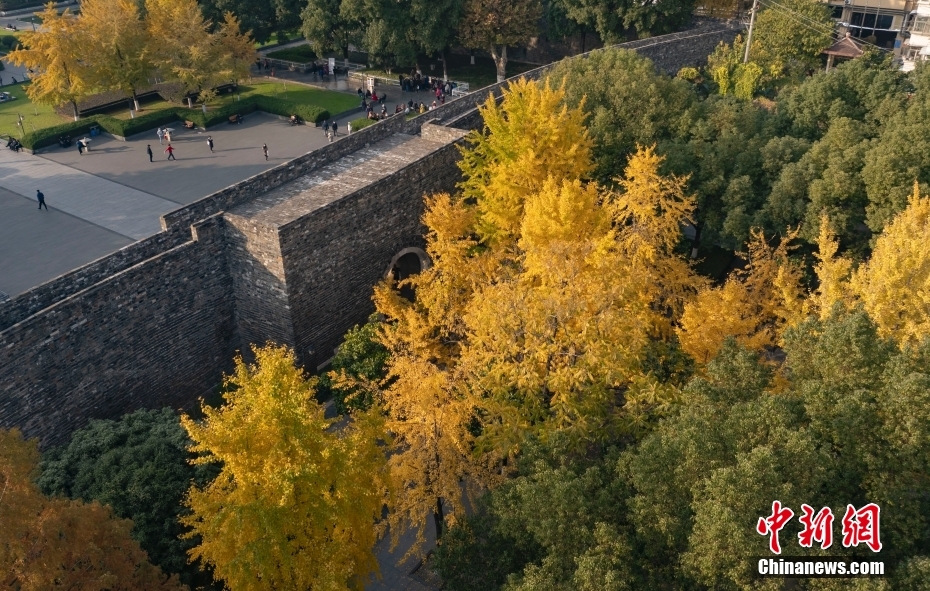 银杏“扮靓”南京明城墙“绘就”独特风景