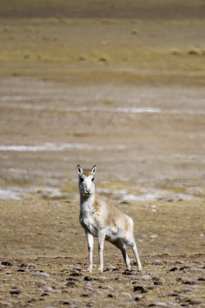 西藏色林错湖边的藏羚羊