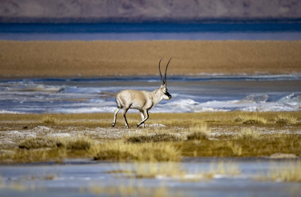 西藏色林错湖边的藏羚羊