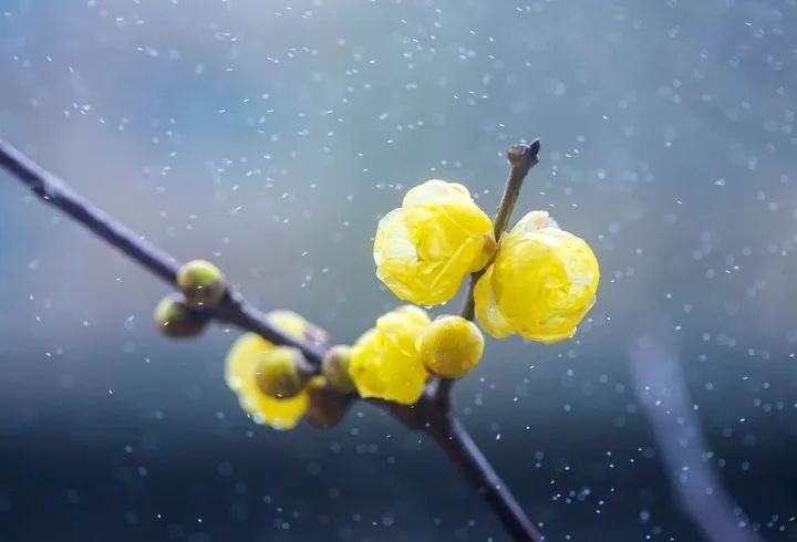 今日大寒｜寒尽春来，共待花开