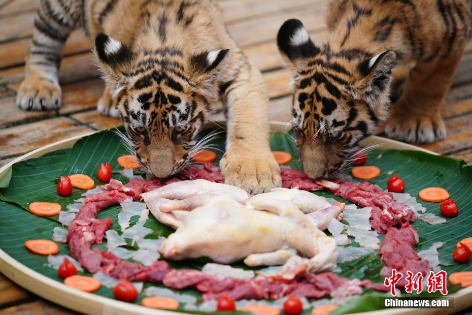 云南昆明：动物享用春节大餐