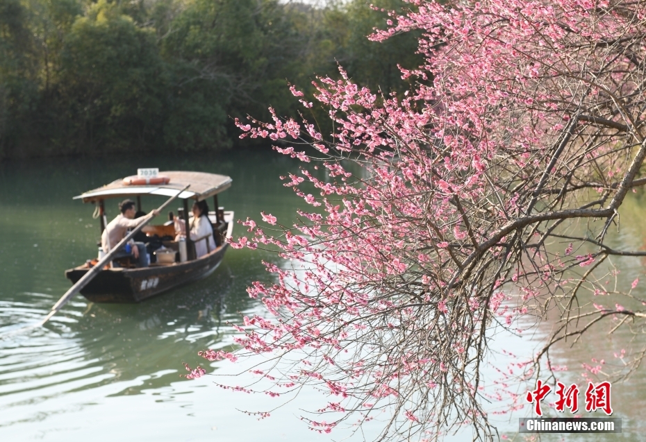 浙江杭州：西溪百亩梅花醉游人