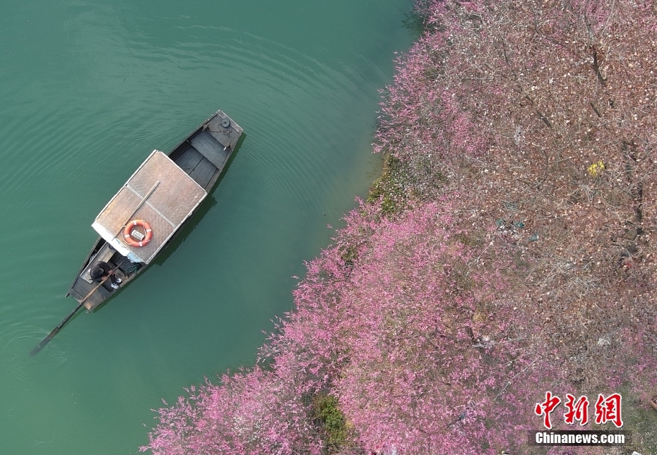 浙江杭州：西溪百亩梅花醉游人