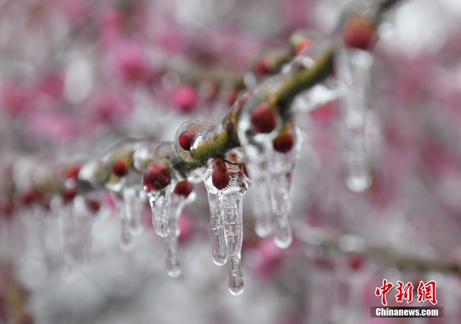 杭州现“雨凇” 花木穿“冰衣”