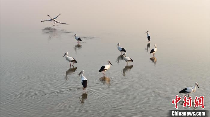 鄱阳湖巡护记：守护湿地候鸟 共建生态家园