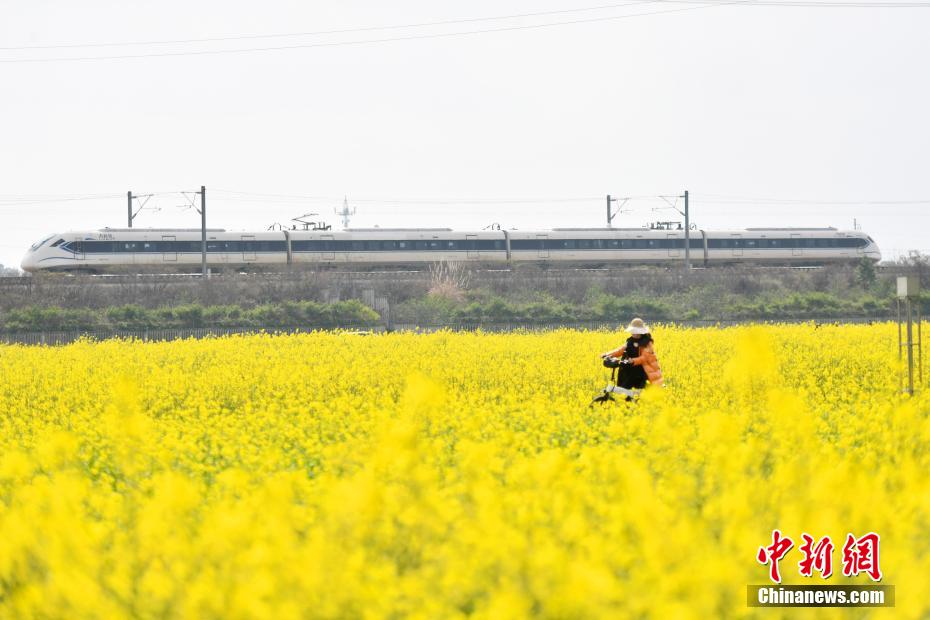 成都平原油菜花盛开 游客打卡“开往春天的列车”
