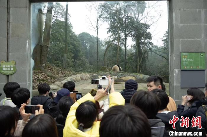 日本大学生中国“探亲”大熊猫：把心留在了四川