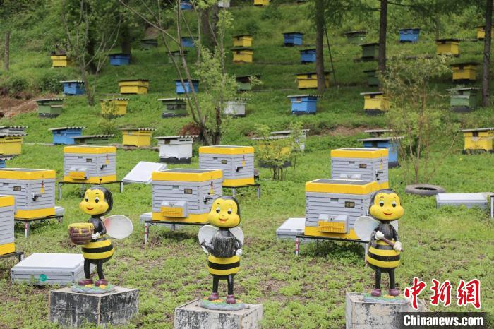 秦岭腹地三代养蜂人的“变”与“不变” 秦岭腹地三代养蜂人的“变”与“不变”