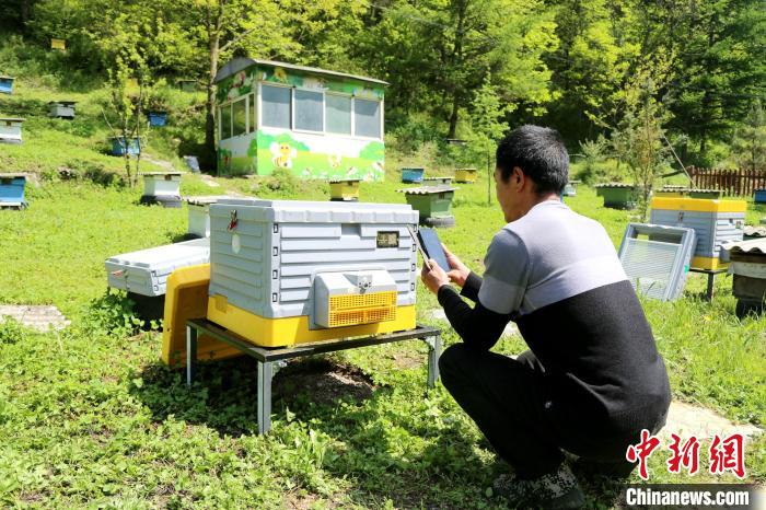秦岭腹地三代养蜂人的“变”与“不变” 秦岭腹地三代养蜂人的“变”与“不变”