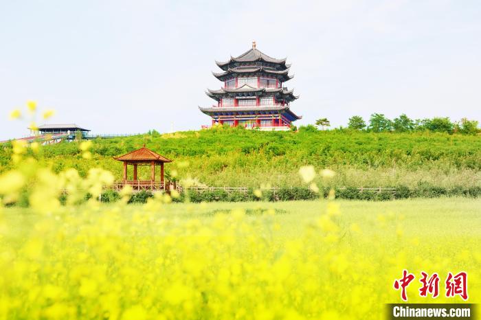 内蒙古：“荧光黄”开满地 油菜花田引游客