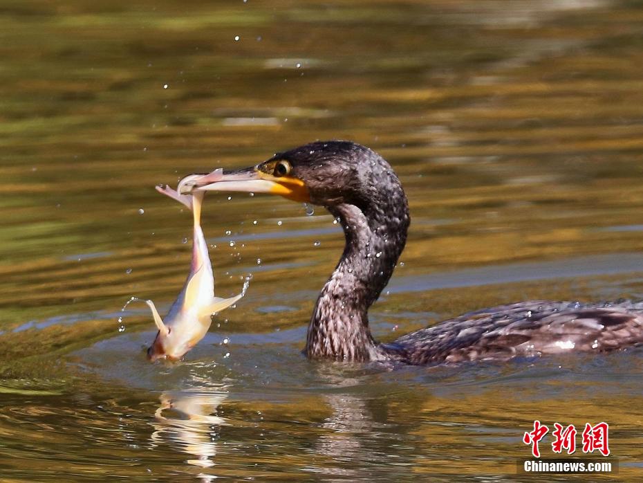 高原古城西宁：鸬鹚人工湖里觅食忙