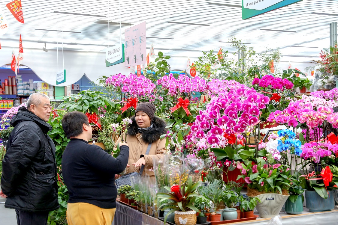 【新春走基层·网络中国节】在年宵花市场探寻“春”的气息