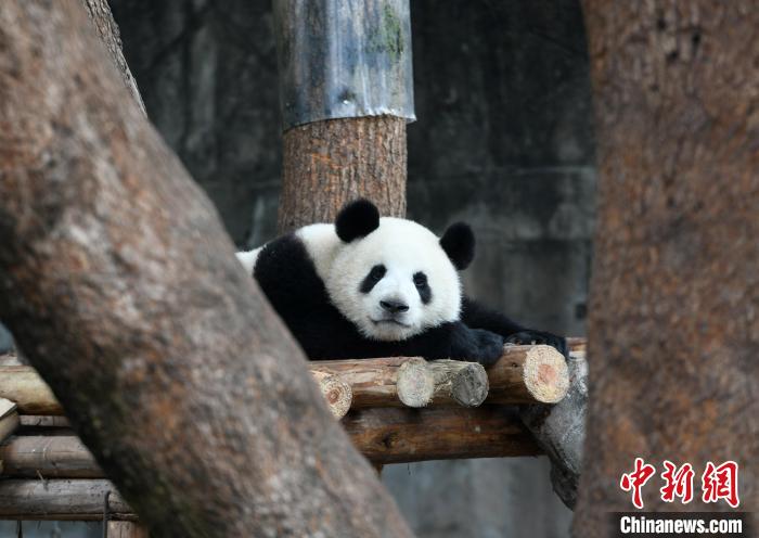 重庆：大熊猫卖萌 憨态可掬