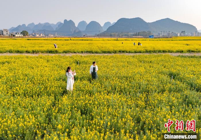 广西贺州：游客在油菜花海中感受烂漫春日