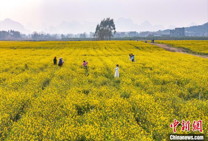 广西贺州：游客在油菜花海中感受烂漫春日