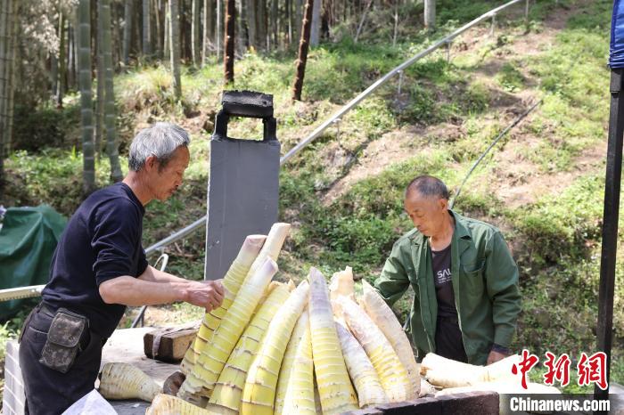 竹笋乘“轻轨”竹子坐“飞机” 江西铜鼓笋竹产业走上“快车道”